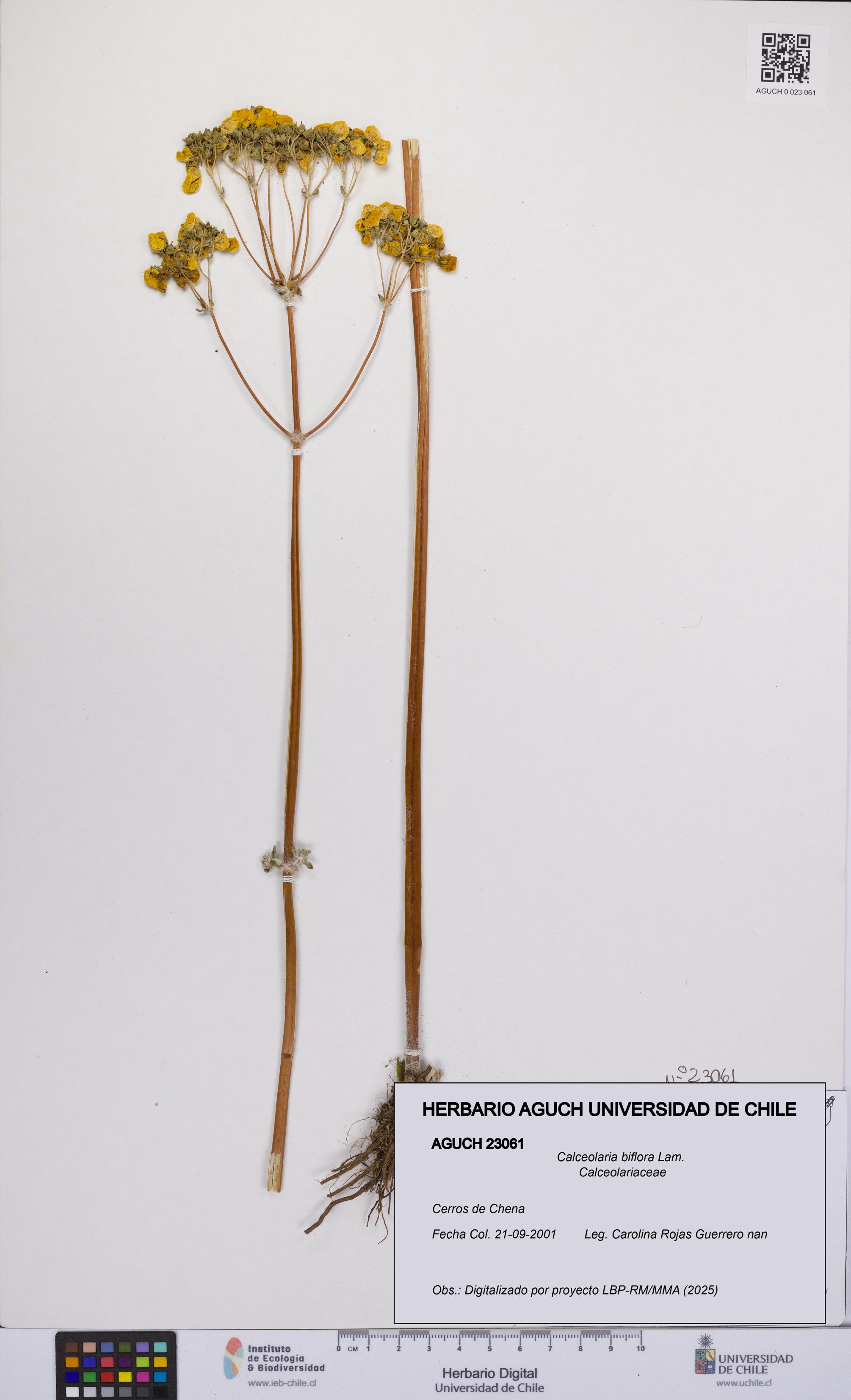 Calceolaria biflora [Espécimen: UCH:AGUCH:0023061]