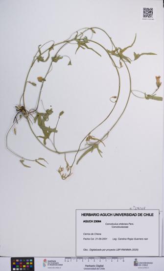 Convolvulus chilensis [Espécimen: UCH:AGUCH:0023064]