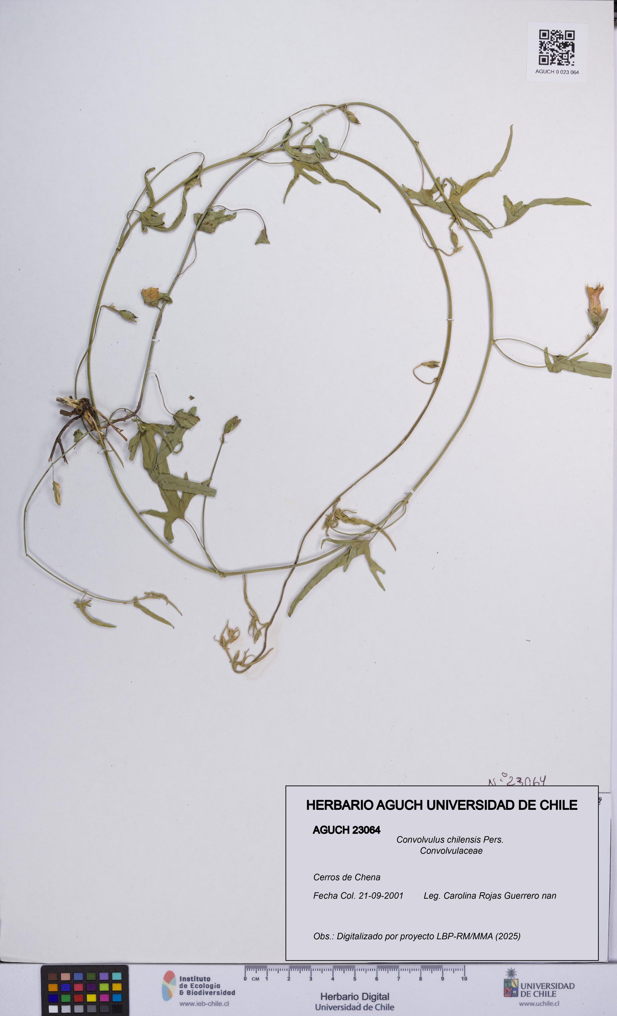Convolvulus chilensis [Espécimen: UCH:AGUCH:0023064]