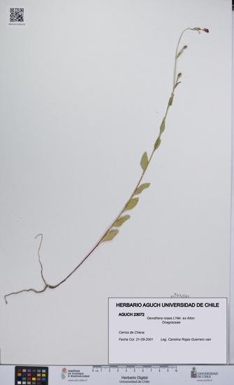 Oenothera rosea [Espécimen: UCH:AGUCH:0023072]