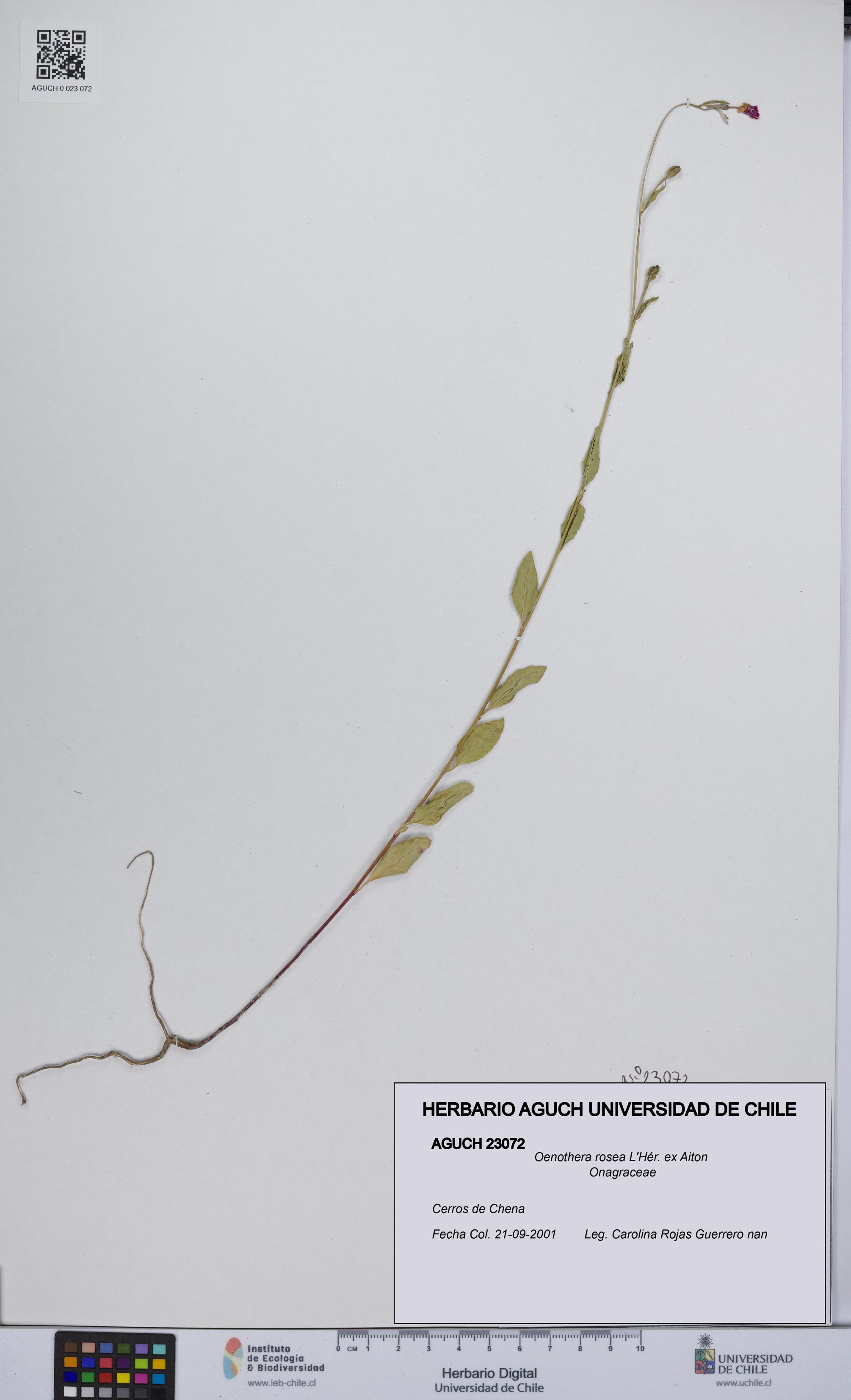 Oenothera rosea [Espécimen: UCH:AGUCH:0023072]