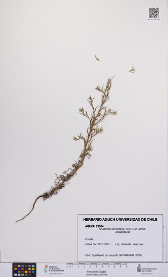 Cryptantha clandestina [Espécimen: UCH:AGUCH:0023084]