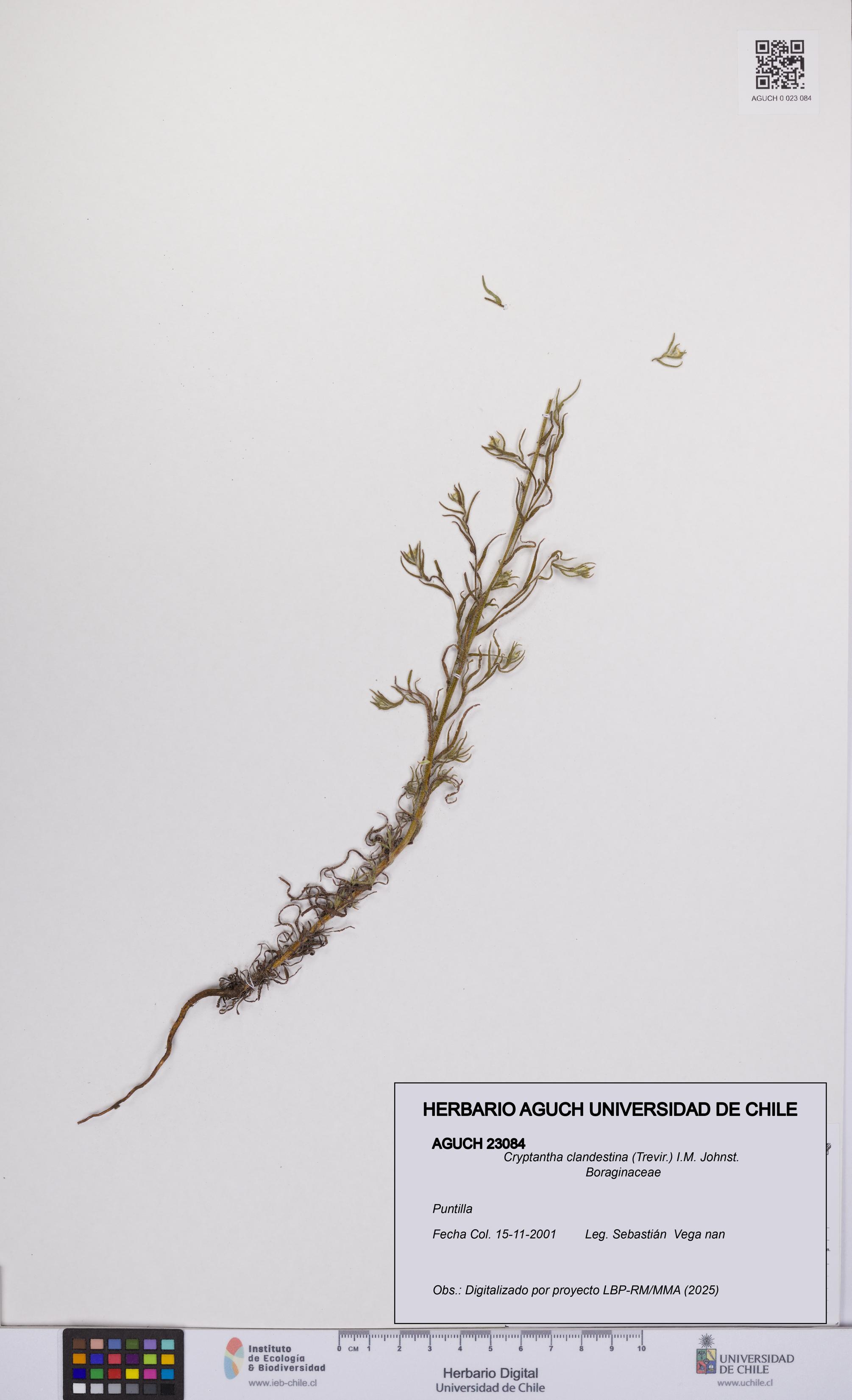 Cryptantha clandestina [Espécimen: UCH:AGUCH:0023084]