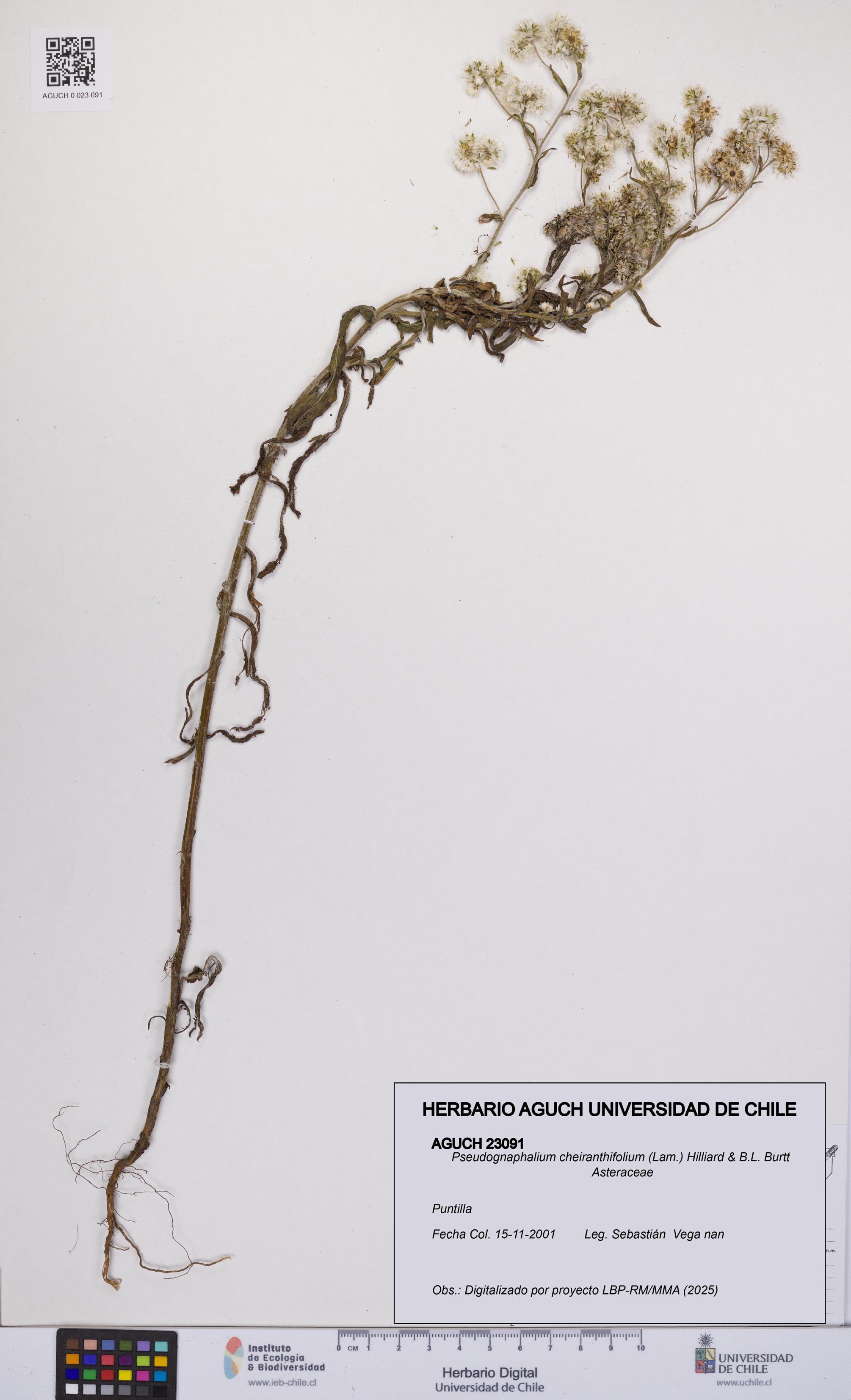 Pseudognaphalium cheiranthifolium [Espécimen: UCH:AGUCH:0023091]