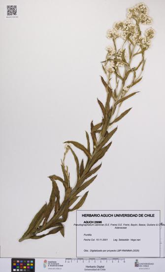 Pseudognaphalium cabrerae [Espécimen: UCH:AGUCH:0023095]