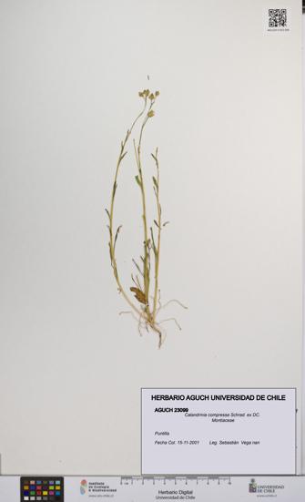 Calandrinia compressa [Espécimen: UCH:AGUCH:0023099]