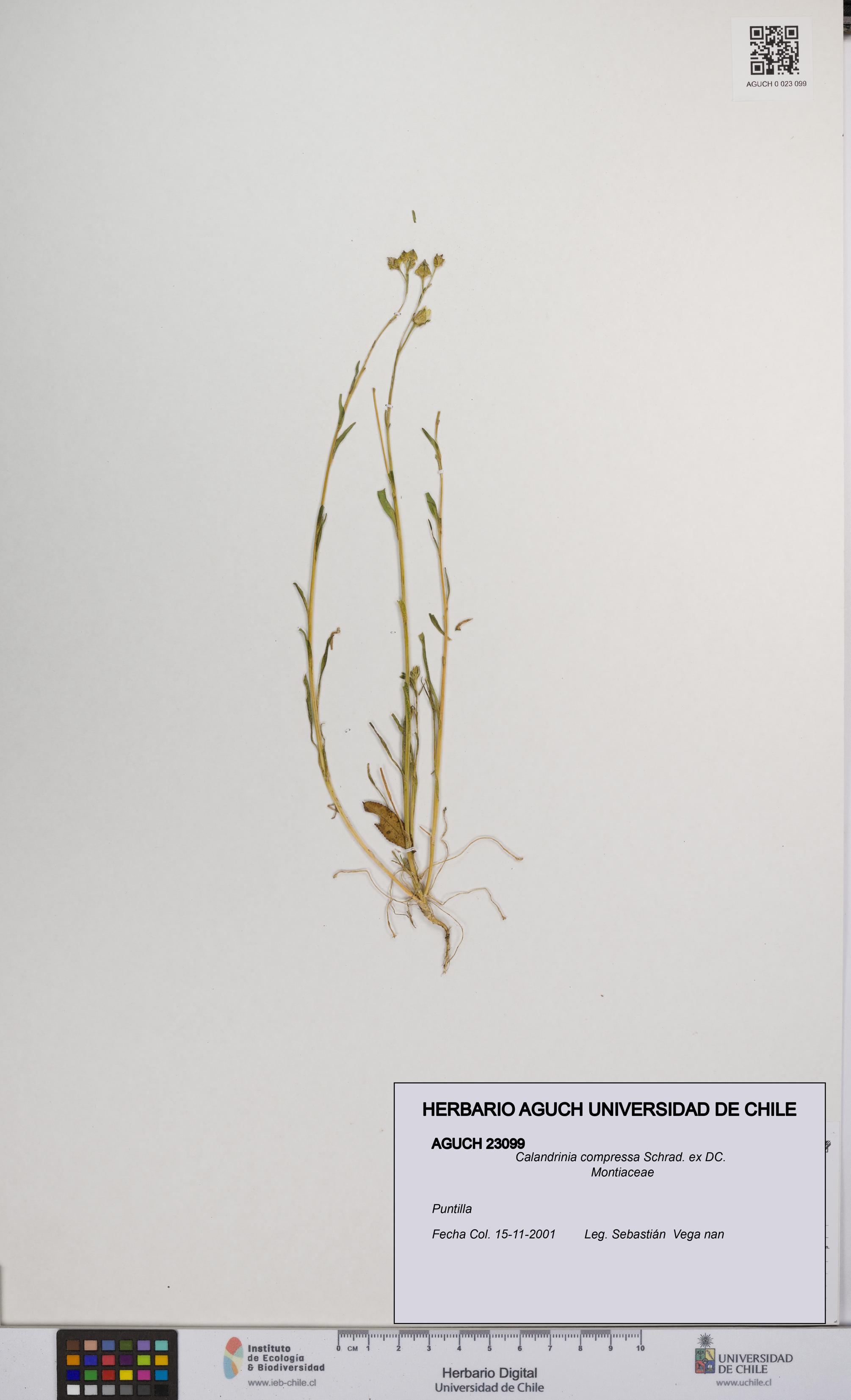 Calandrinia compressa [Espécimen: UCH:AGUCH:0023099]