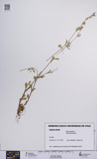 Silene gallica [Espécimen: UCH:AGUCH:0023100]
