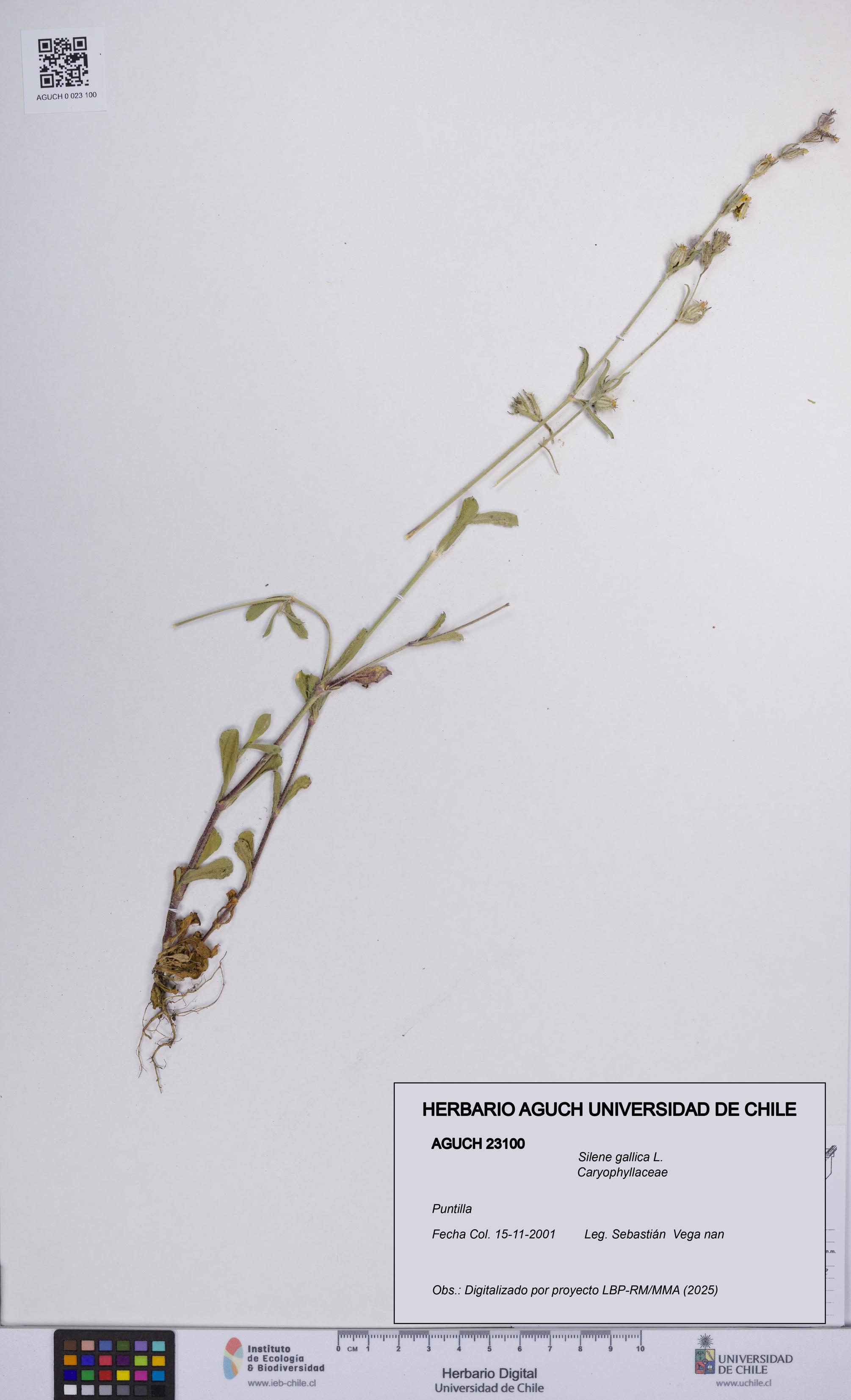 Silene gallica [Espécimen: UCH:AGUCH:0023100]
