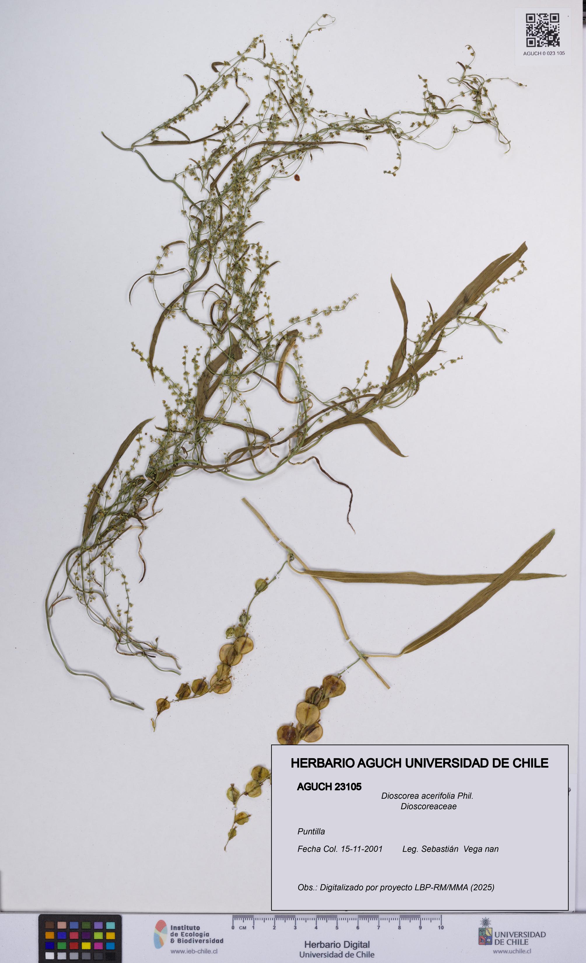Dioscorea acerifolia [Espécimen: UCH:AGUCH:0023105]