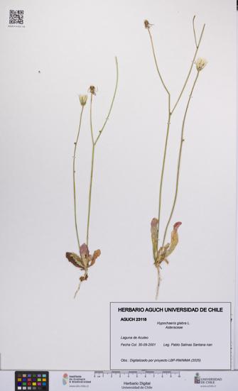 Hypochaeris glabra [Espécimen: UCH:AGUCH:0023118]
