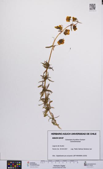 Calceolaria thyrsiflora [Espécimen: UCH:AGUCH:0023127]