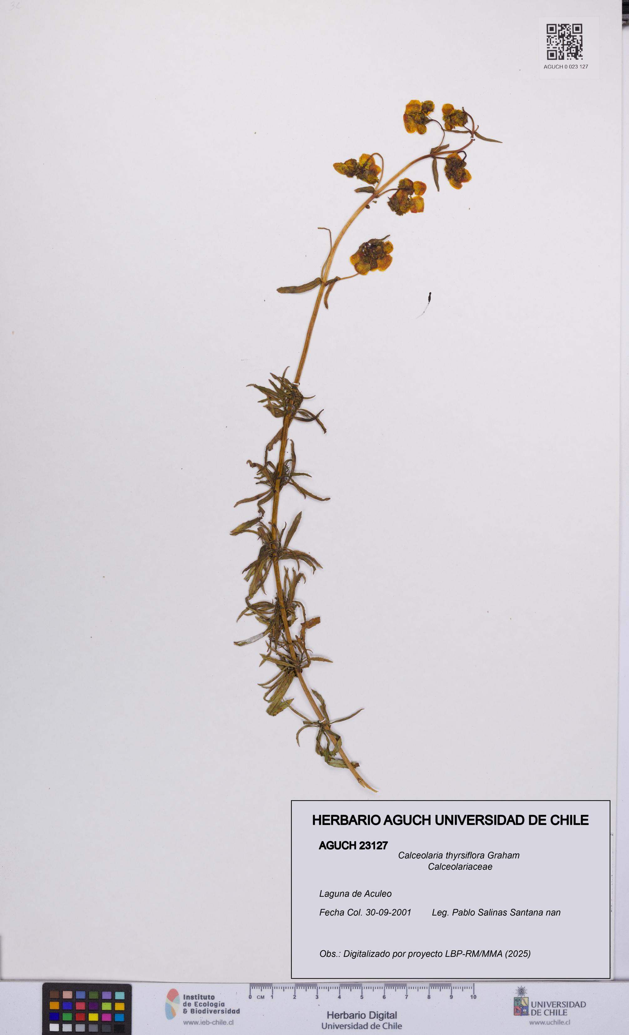 Calceolaria thyrsiflora [Espécimen: UCH:AGUCH:0023127]