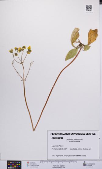 Calceolaria pratensis [Espécimen: UCH:AGUCH:0023128]