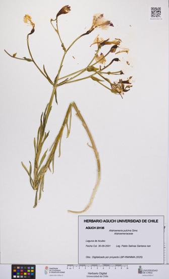 Alstroemeria pulchra [Espécimen: UCH:AGUCH:0023135]