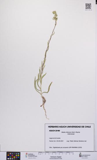 Madia chilensis [Espécimen: UCH:AGUCH:0023160]