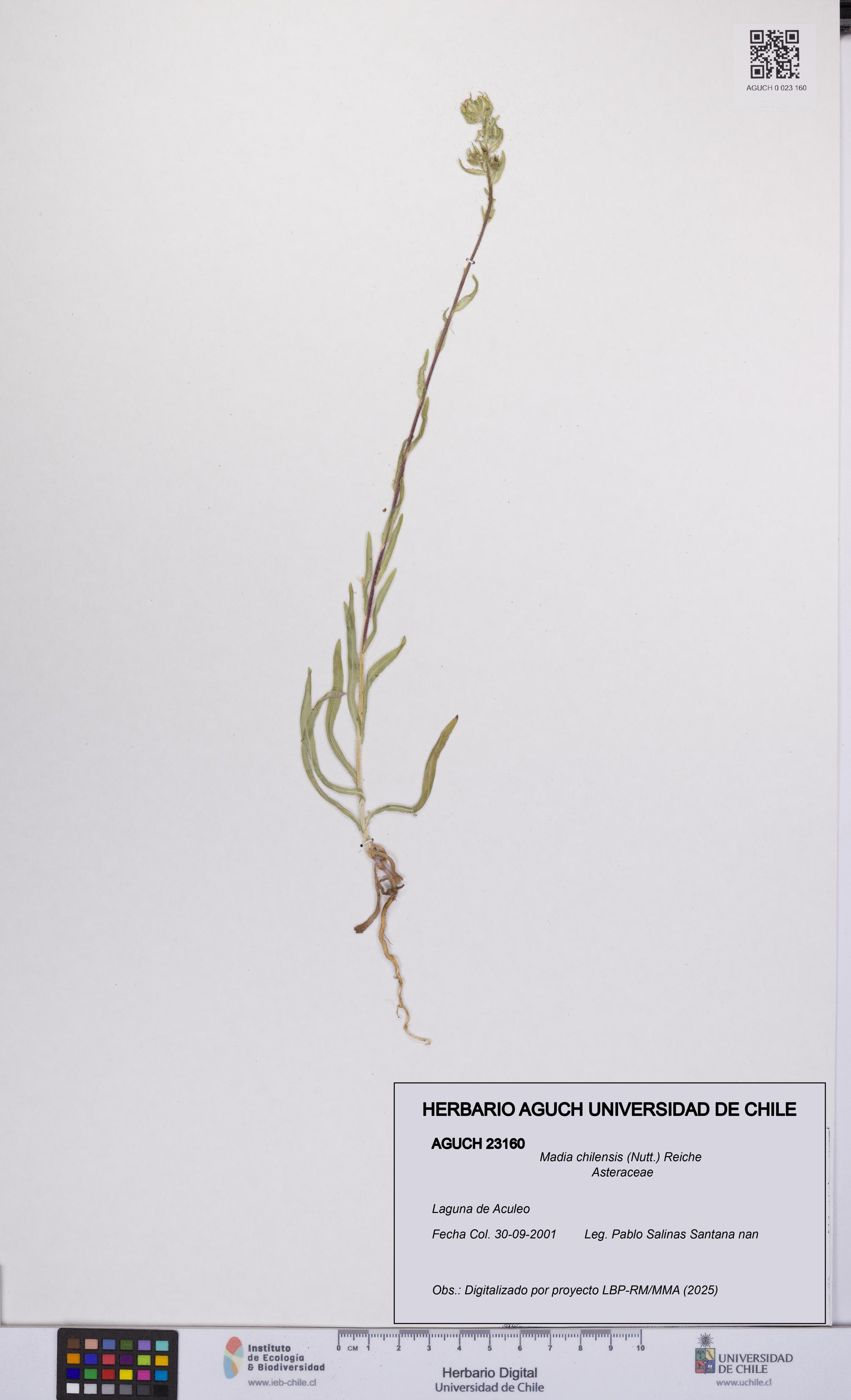Madia chilensis [Espécimen: UCH:AGUCH:0023160]