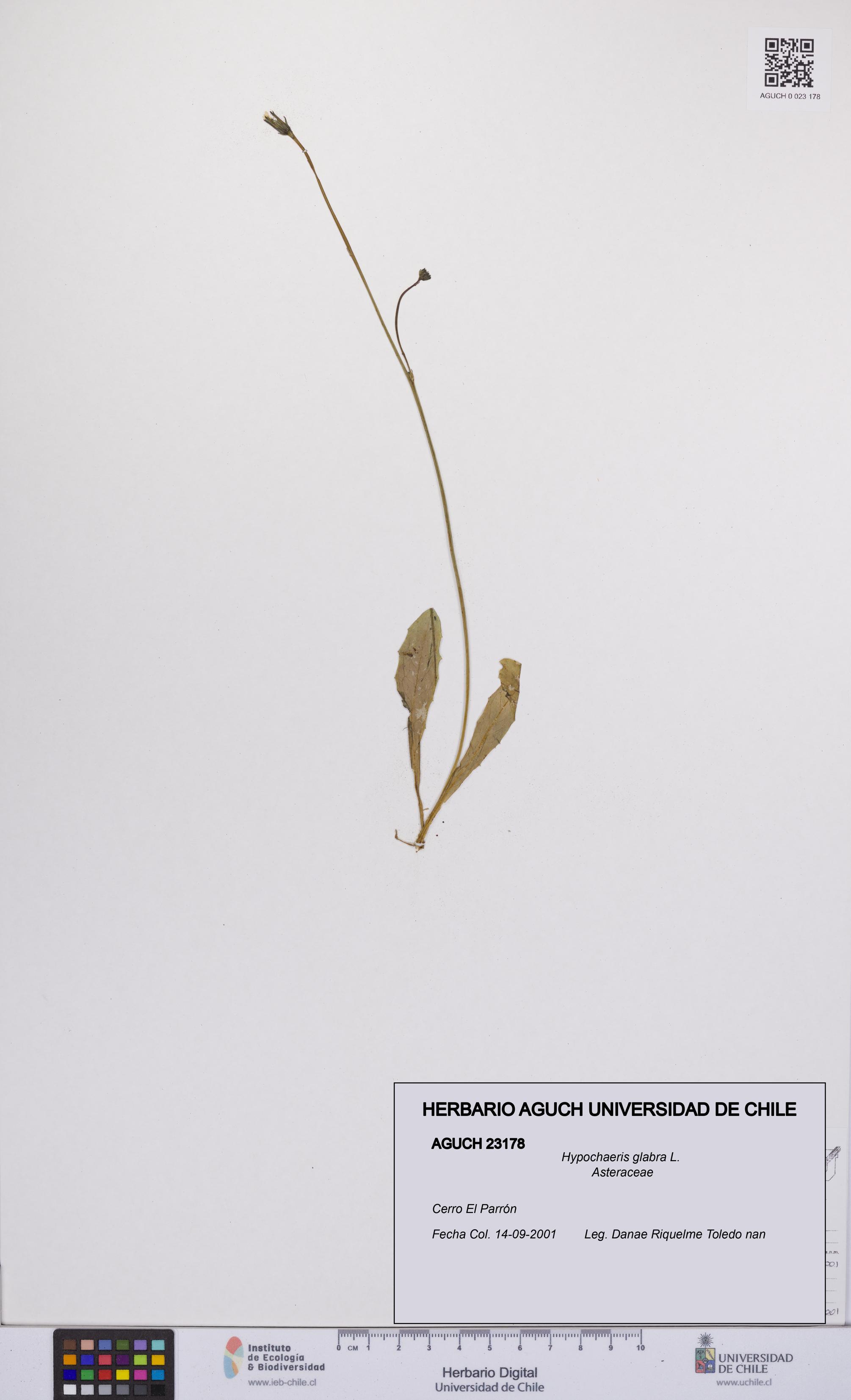 Hypochaeris glabra [Espécimen: UCH:AGUCH:0023178]