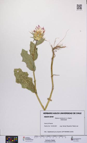 Silybum marianum [Espécimen: UCH:AGUCH:0023191]