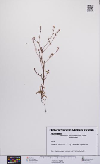 Plagiobothrys myosotoides [Espécimen: UCH:AGUCH:0023212]