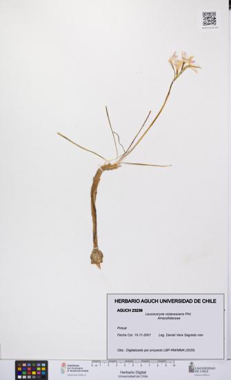 Leucocoryne violacescens [Espécimen: UCH:AGUCH:0023239]