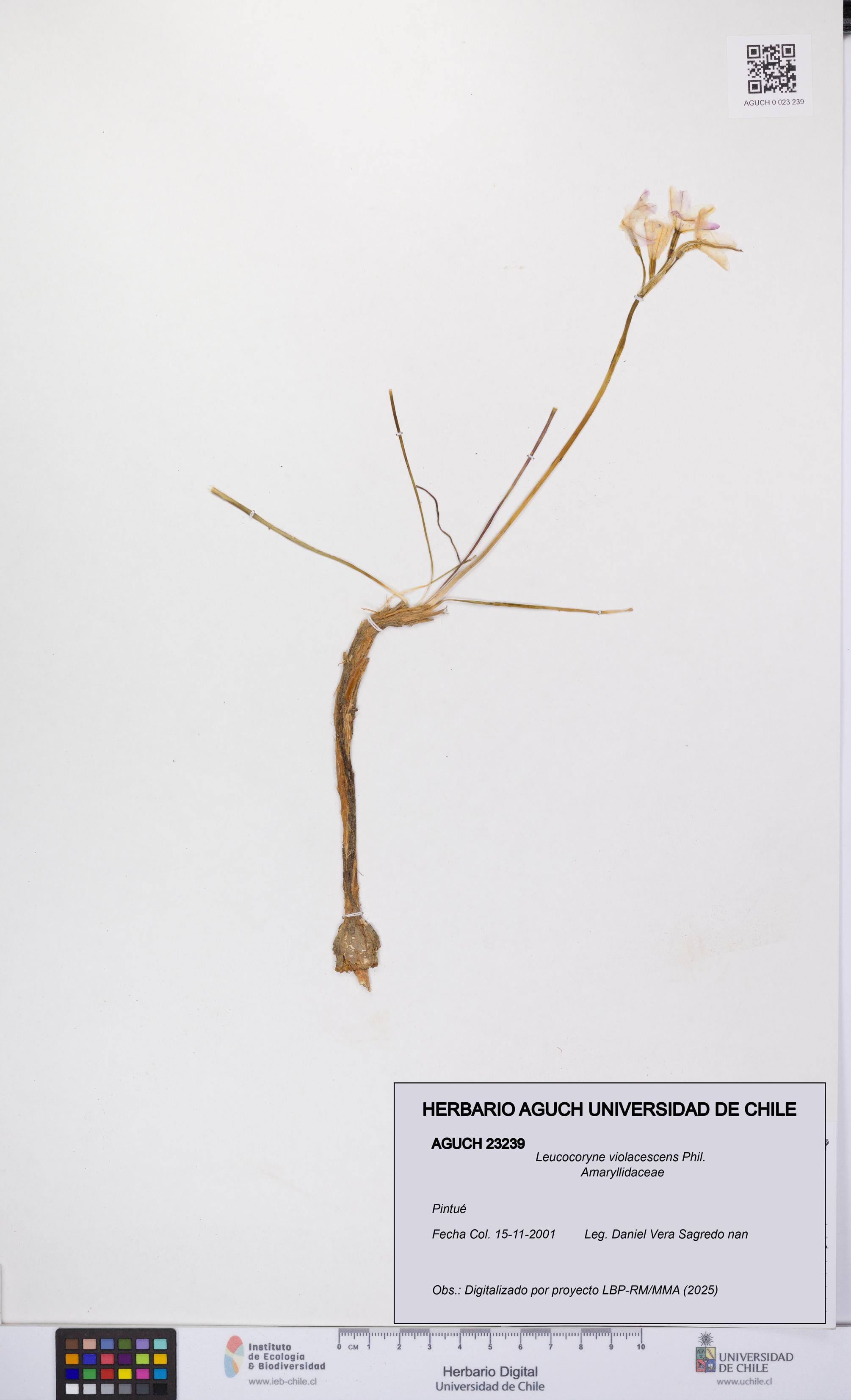 Leucocoryne violacescens [Espécimen: UCH:AGUCH:0023239]