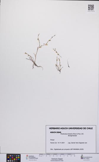 Pectocarya linearis [Espécimen: UCH:AGUCH:0023243]
