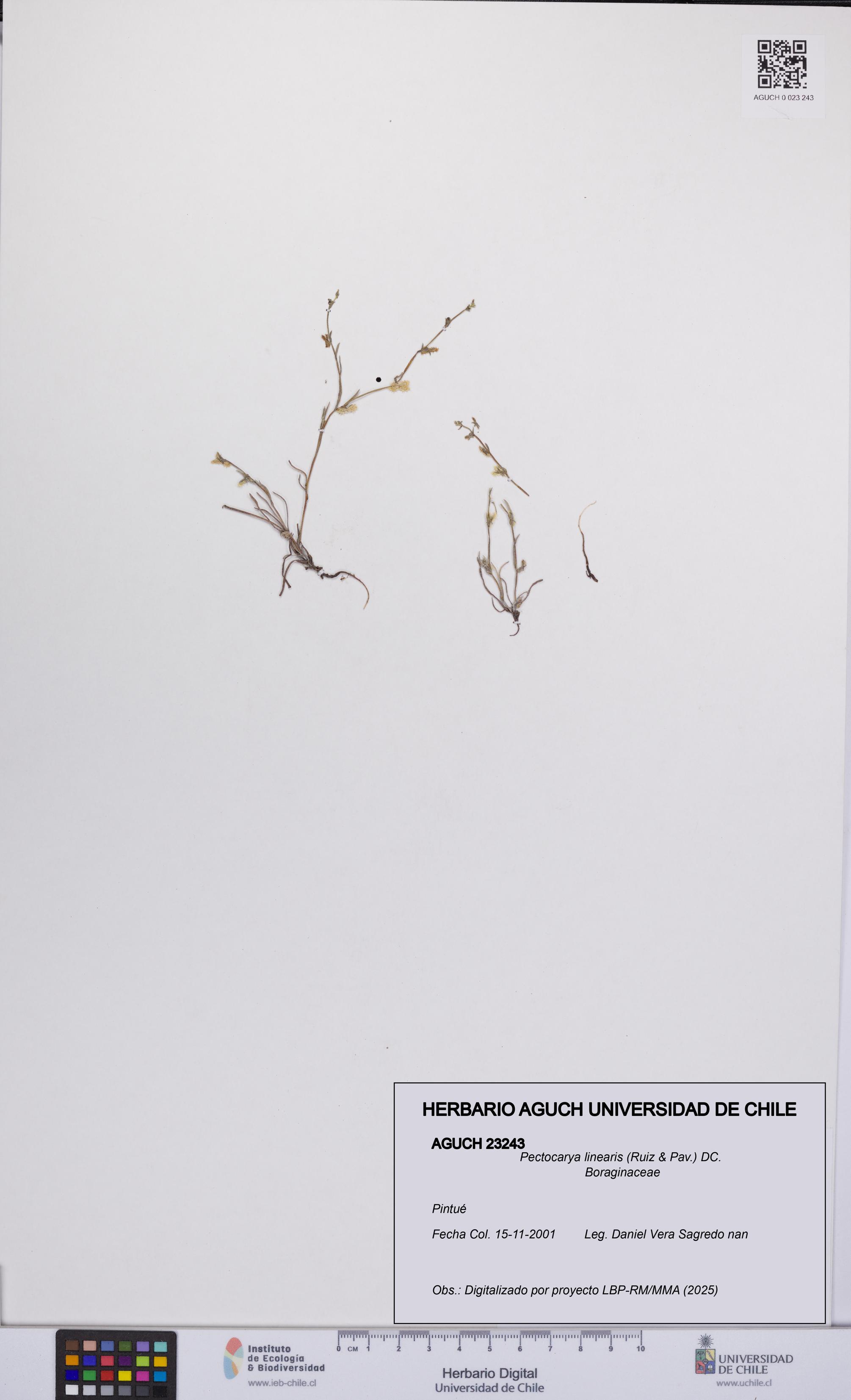 Pectocarya linearis [Espécimen: UCH:AGUCH:0023243]