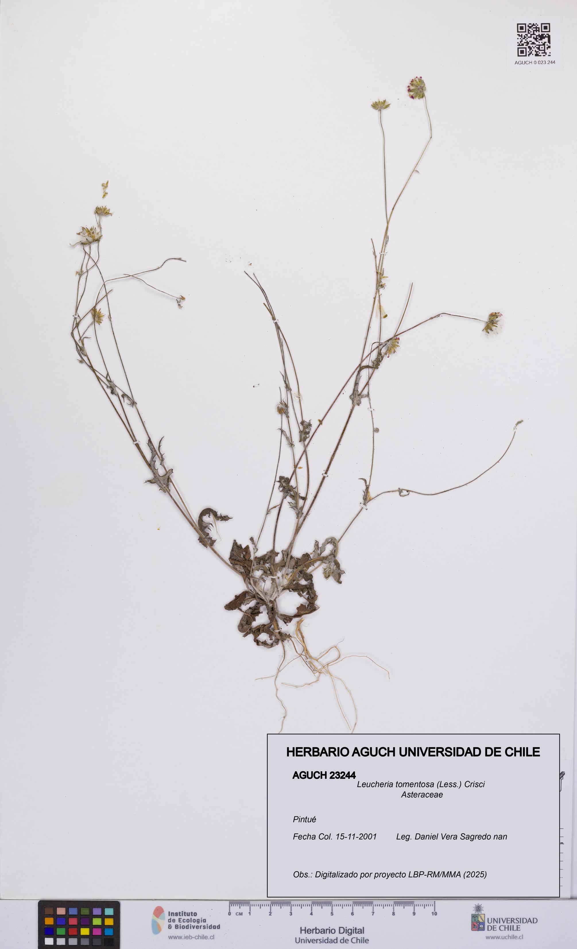 Leucheria tomentosa [Espécimen: UCH:AGUCH:0023244]