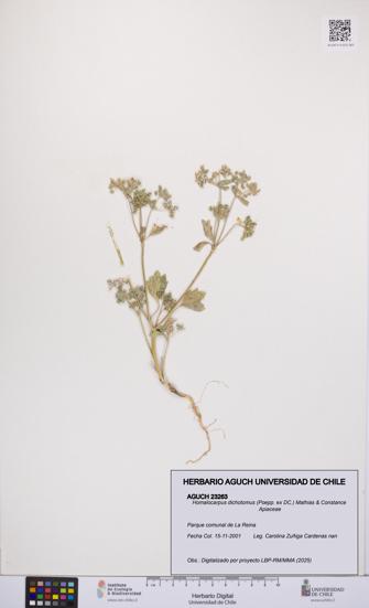 Homalocarpus dichotomus [Espécimen: UCH:AGUCH:0023263]