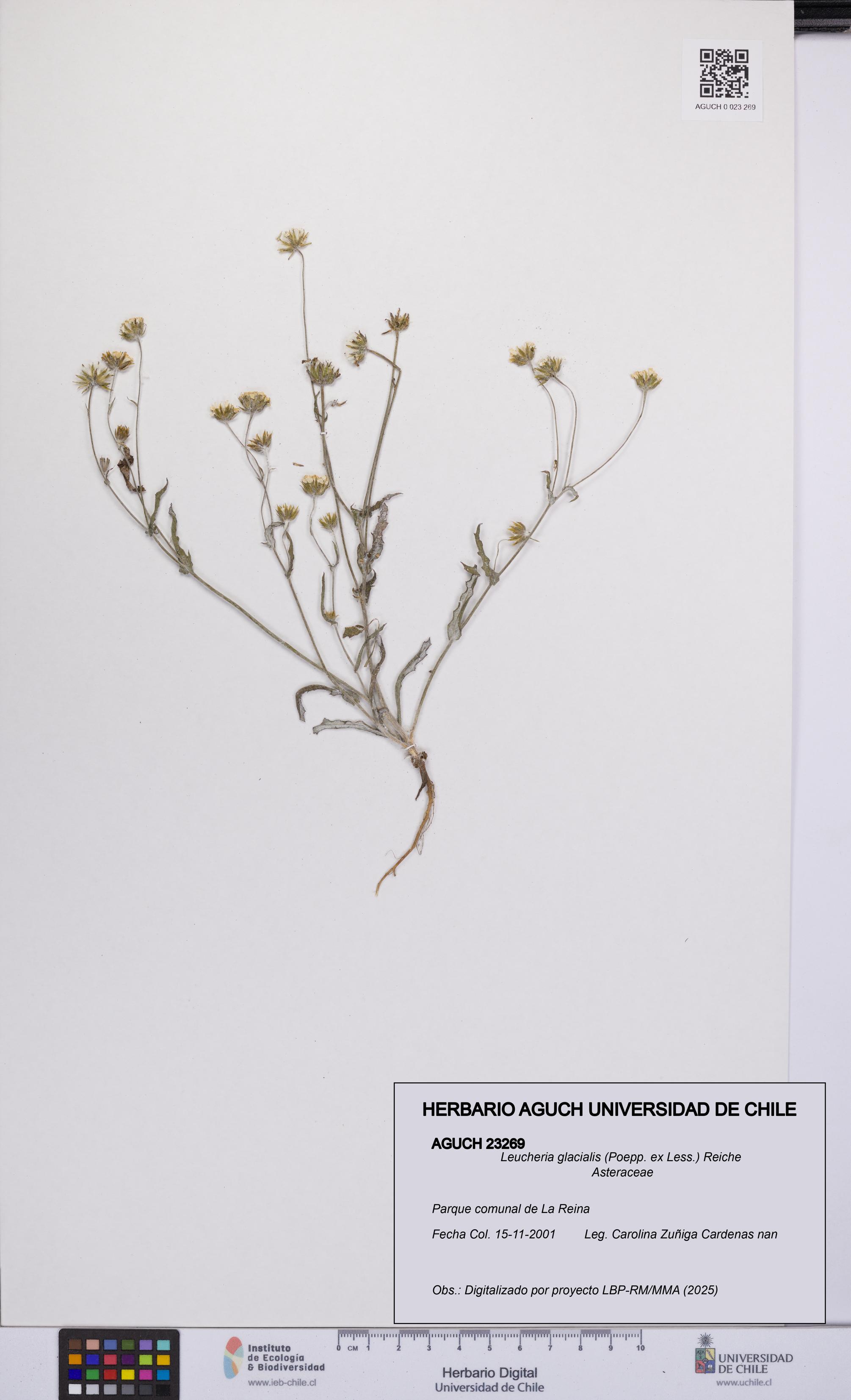 Leucheria glacialis [Espécimen: UCH:AGUCH:0023269]