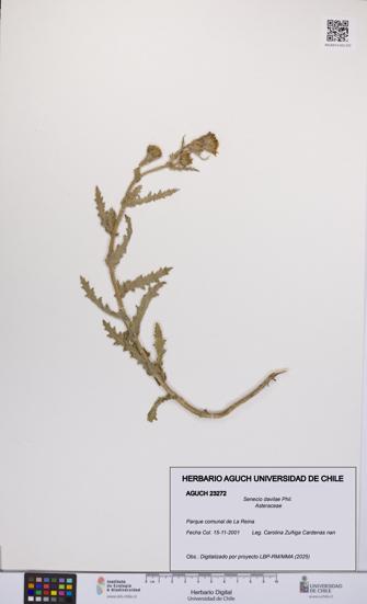 Senecio davilae [Espécimen: UCH:AGUCH:0023272]