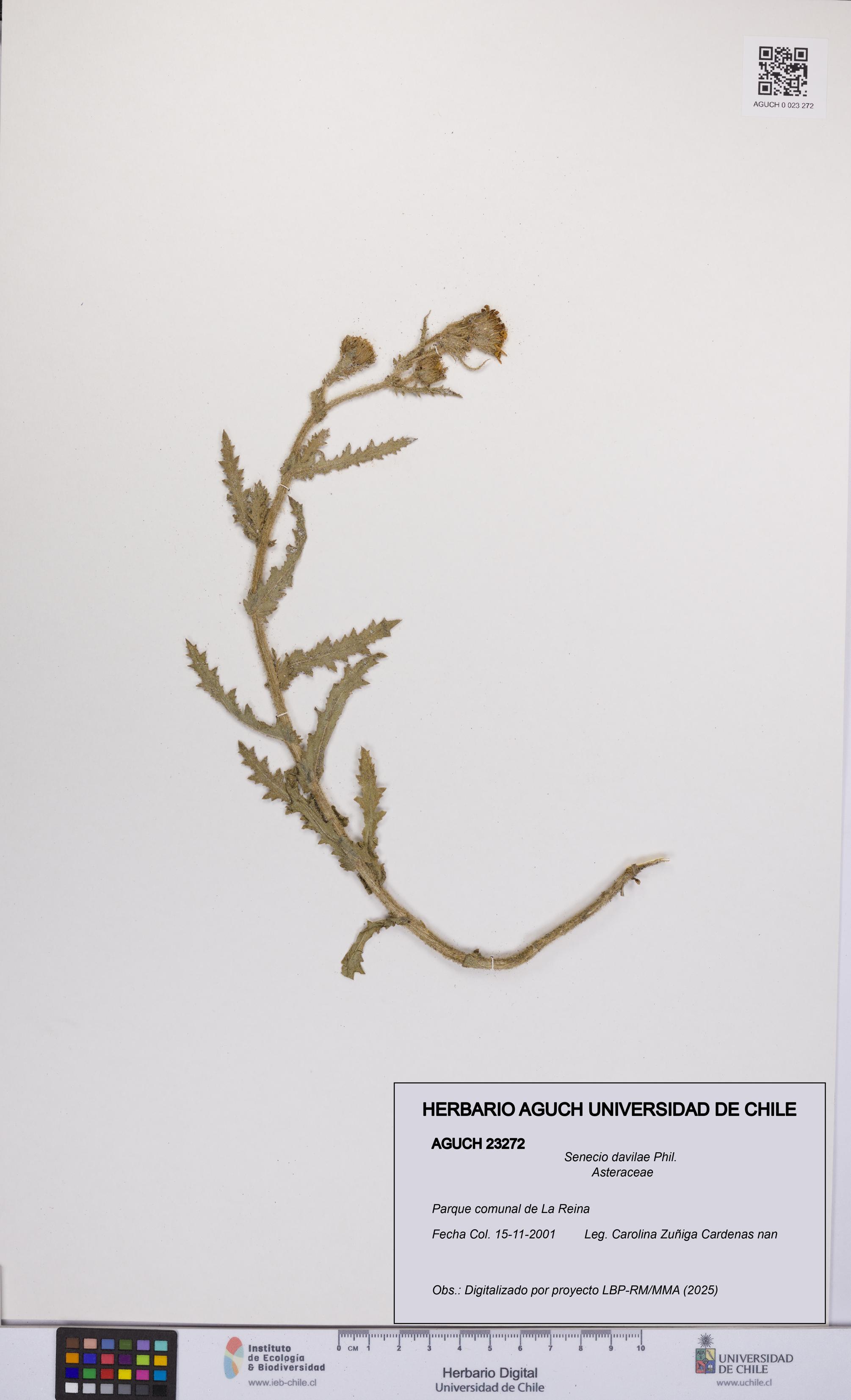 Senecio davilae [Espécimen: UCH:AGUCH:0023272]