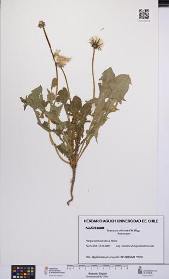 Taraxacum officinale [Espécimen: UCH:AGUCH:0023296]