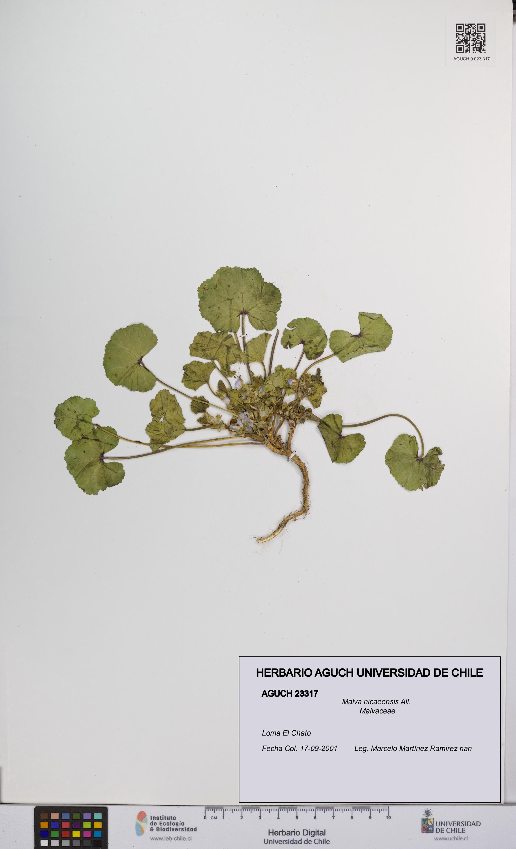 Malva nicaeensis [Espécimen: UCH:AGUCH:0023317]