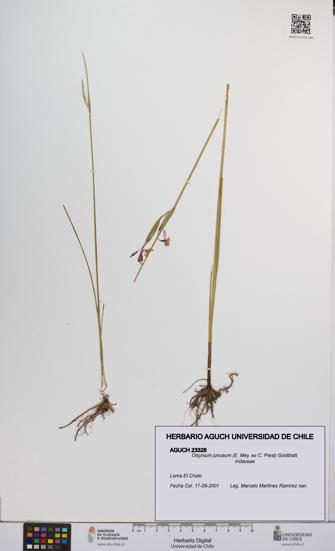 Olsynium junceum [Espécimen: UCH:AGUCH:0023328]