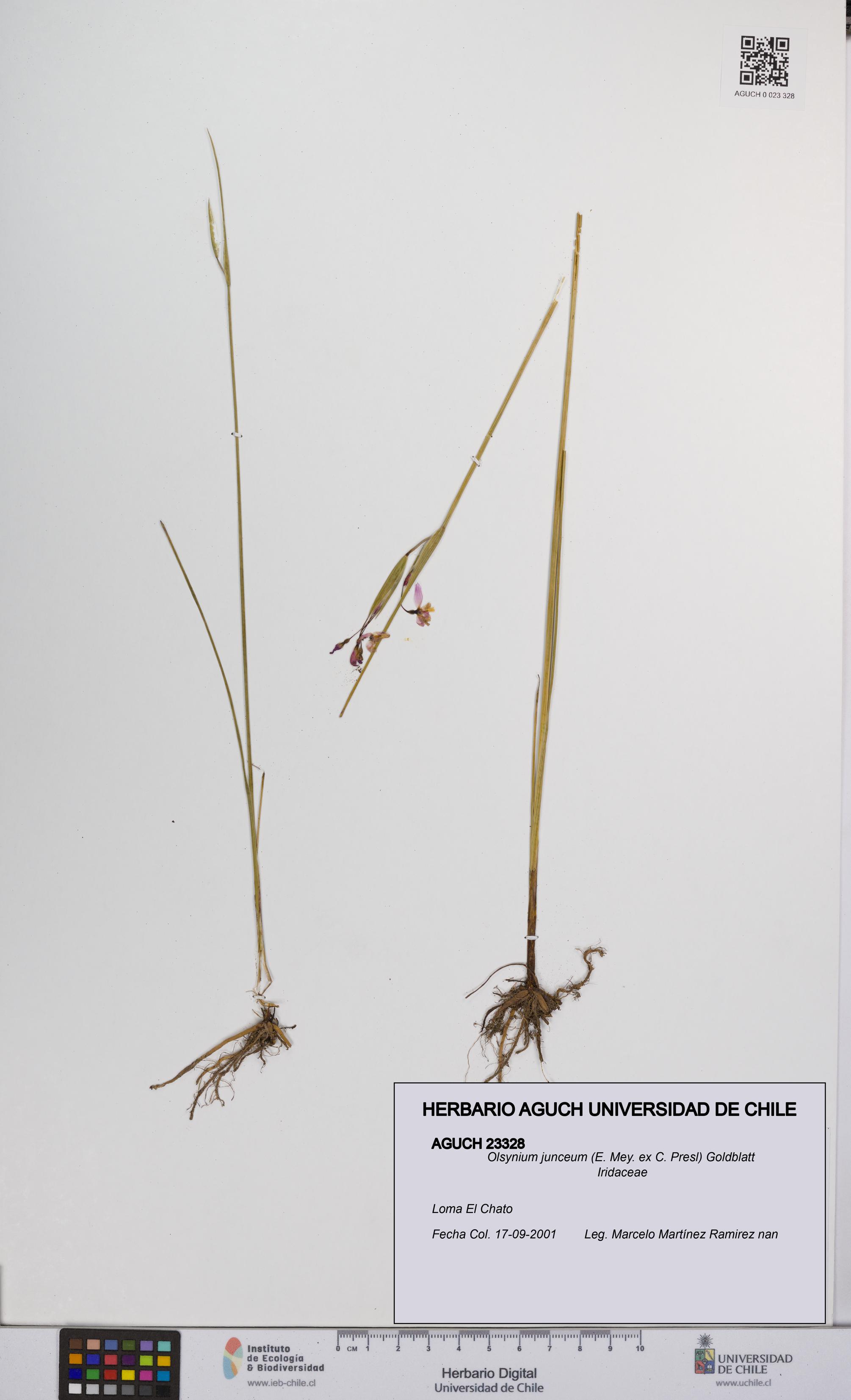 Olsynium junceum [Espécimen: UCH:AGUCH:0023328]