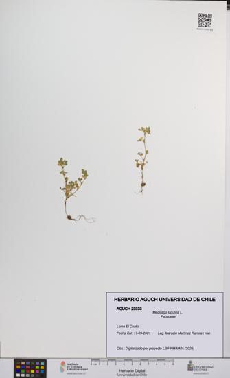 Medicago lupulina [Espécimen: UCH:AGUCH:0023333]