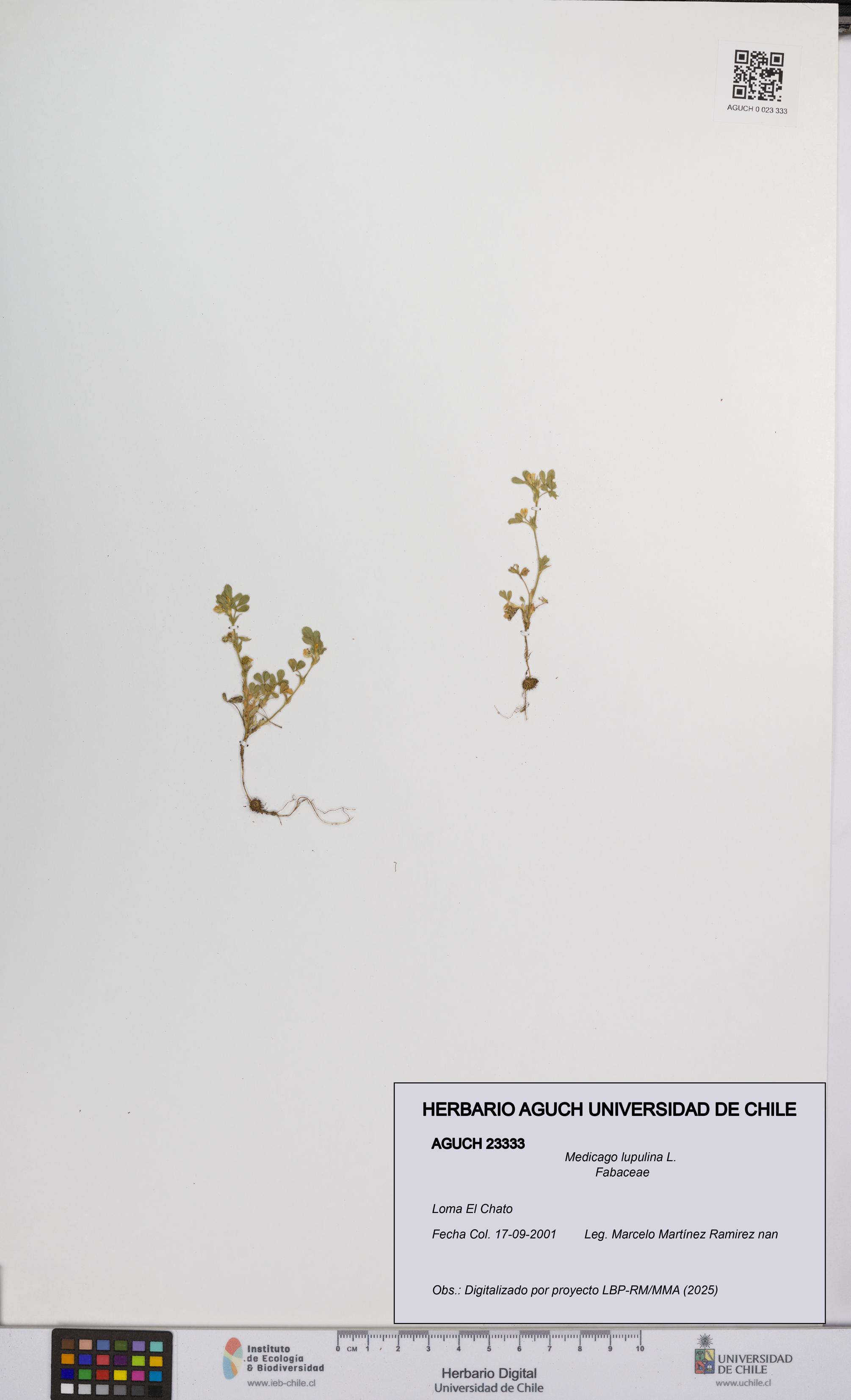 Medicago lupulina [Espécimen: UCH:AGUCH:0023333]