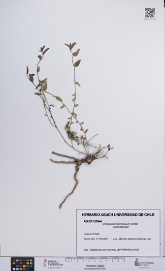 Chiropetalum berterianum [Espécimen: UCH:AGUCH:0023344]