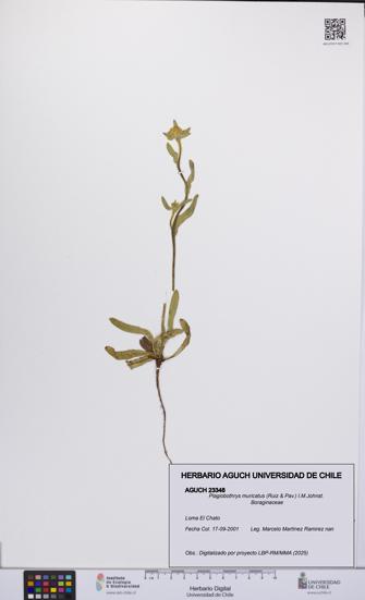Plagiobothrys muricatus [Espécimen: ]