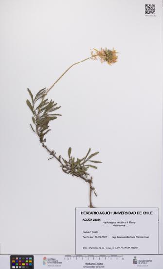 Haplopappus velutinus [Espécimen: UCH:AGUCH:0023354]