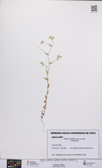 Triptilion cordifolium [Espécimen: UCH:AGUCH:0023357]