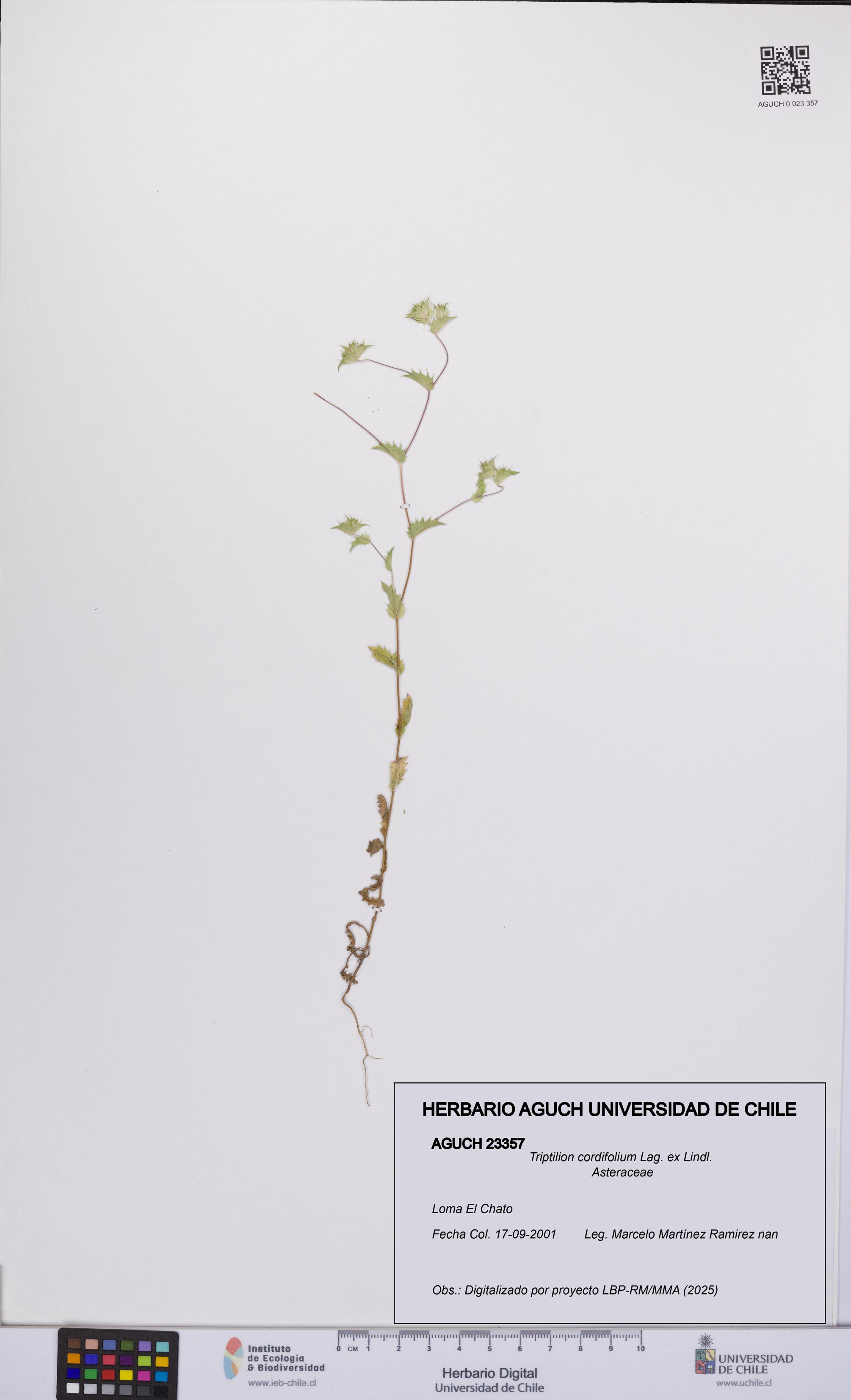 Triptilion cordifolium [Espécimen: UCH:AGUCH:0023357]