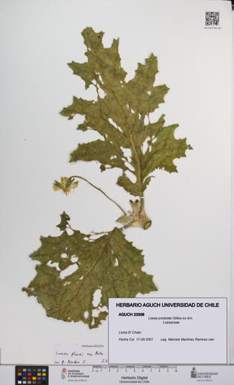 Loasa prostrata [Espécimen: UCH:AGUCH:0023358]