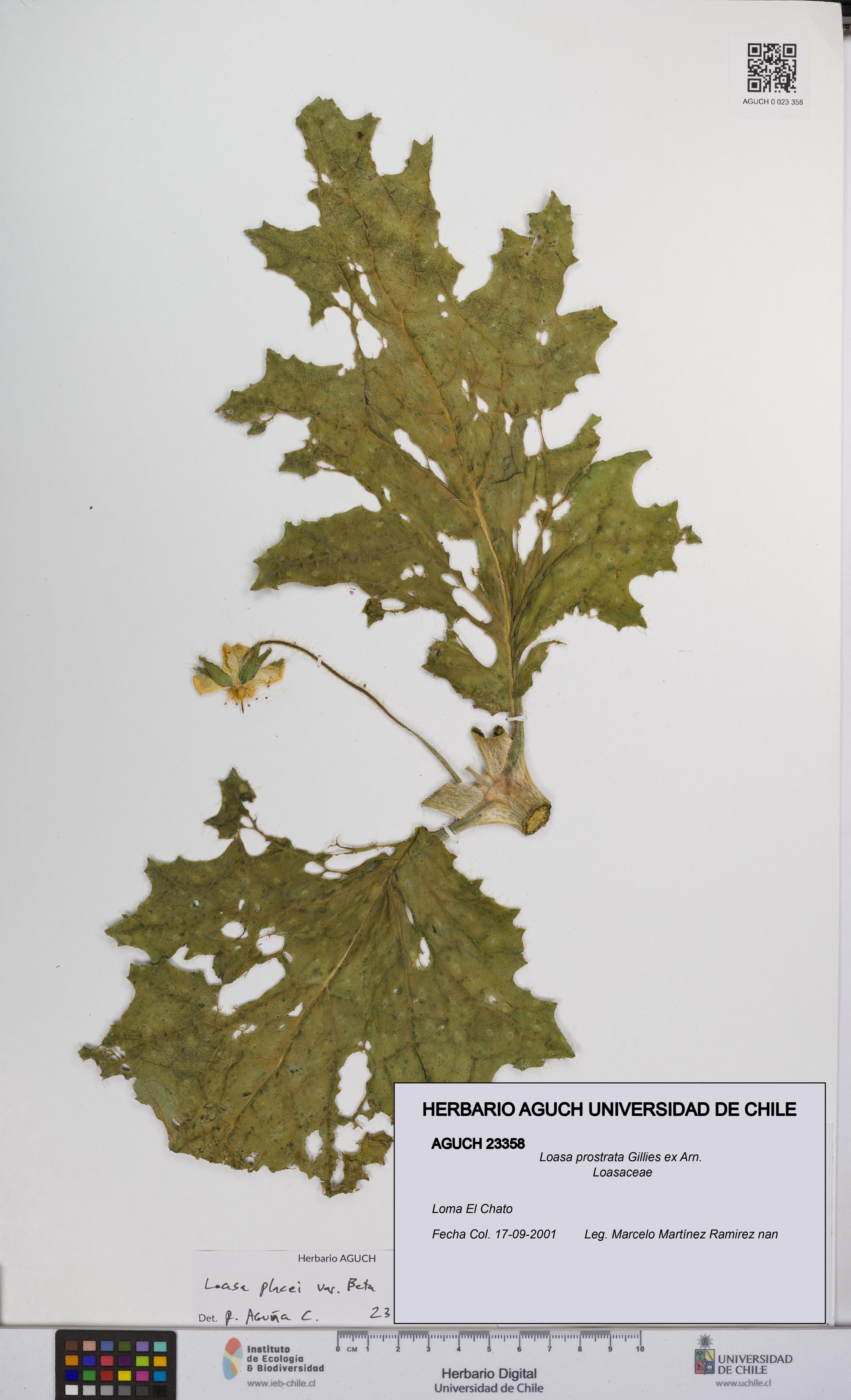 Loasa prostrata [Espécimen: UCH:AGUCH:0023358]