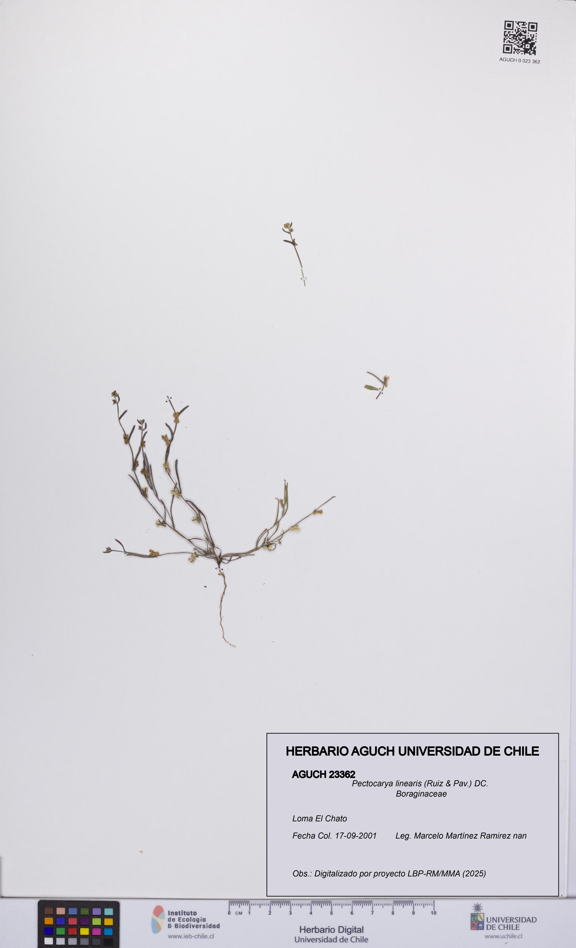 Pectocarya linearis [Espécimen: UCH:AGUCH:0023362]