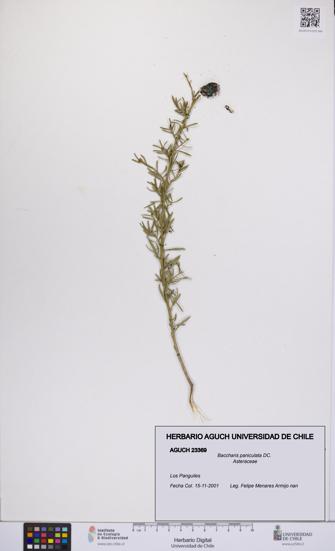 Baccharis paniculata [Espécimen: UCH:AGUCH:0023369]