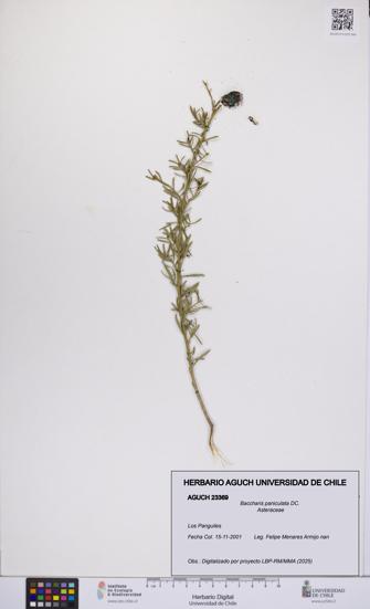Baccharis paniculata [Espécimen: UCH:AGUCH:0023369]