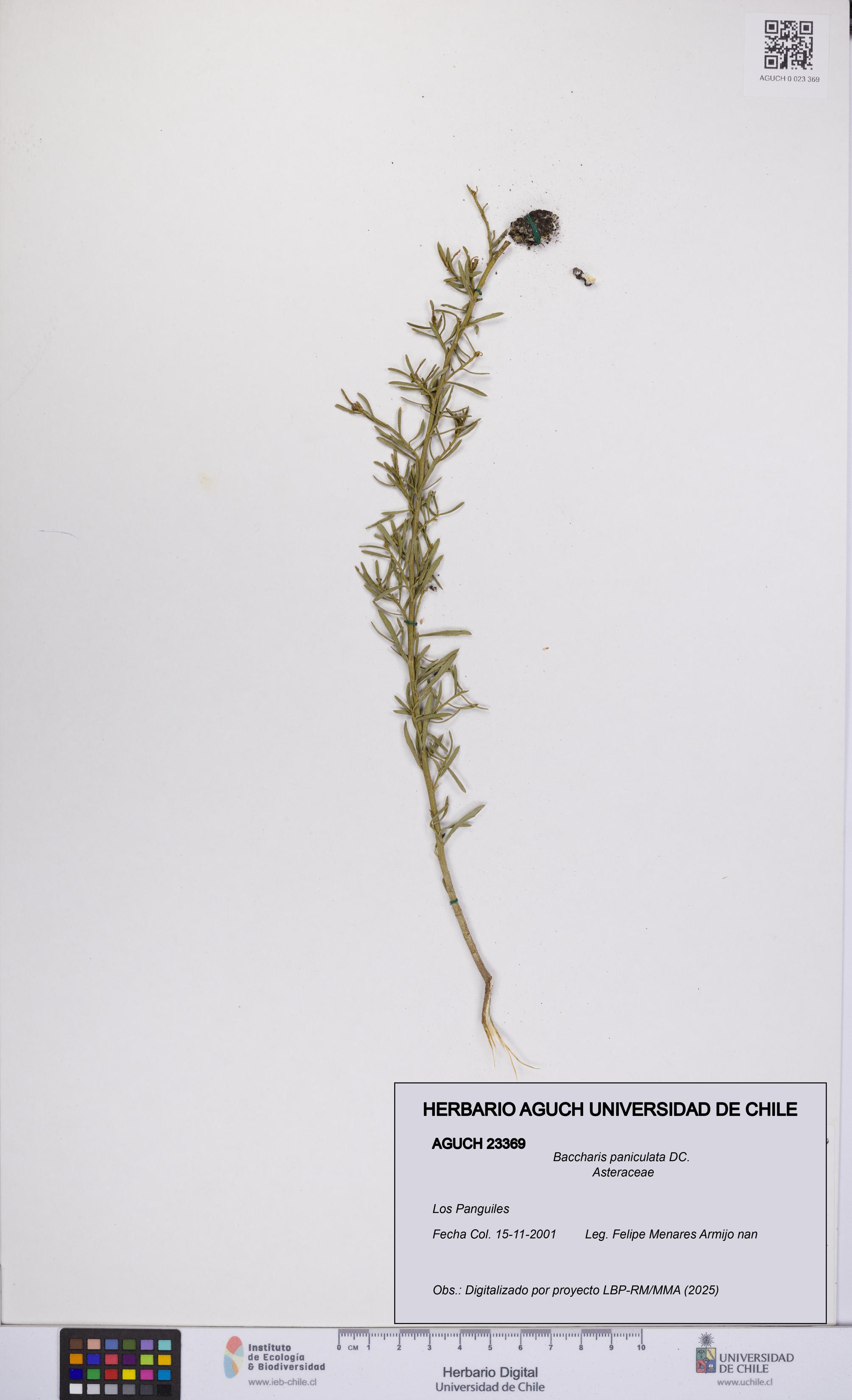 Baccharis paniculata [Espécimen: UCH:AGUCH:0023369]